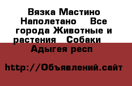 Вязка Мастино Наполетано  - Все города Животные и растения » Собаки   . Адыгея респ.